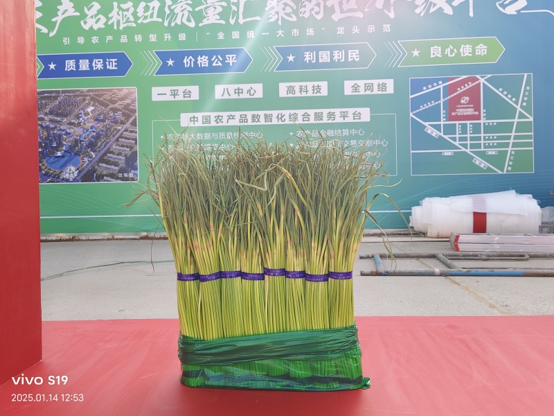 蒜薹河南红帽蒜薹杂交红帽蒜薹基地直发提供一条龙服务