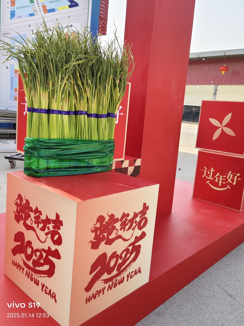 蒜薹河南红帽蒜薹杂交红帽蒜薹基地直发提供一条龙服务