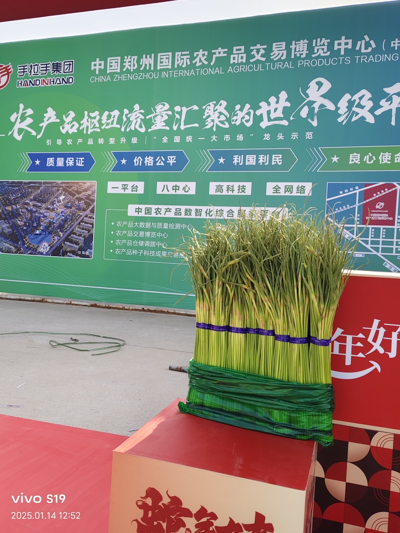 蒜薹河南红帽蒜薹杂交红帽蒜薹基地直发提供一条龙服务