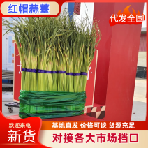 杂交红帽蒜苔红帽蒜薹大量供应对接全国市场电商