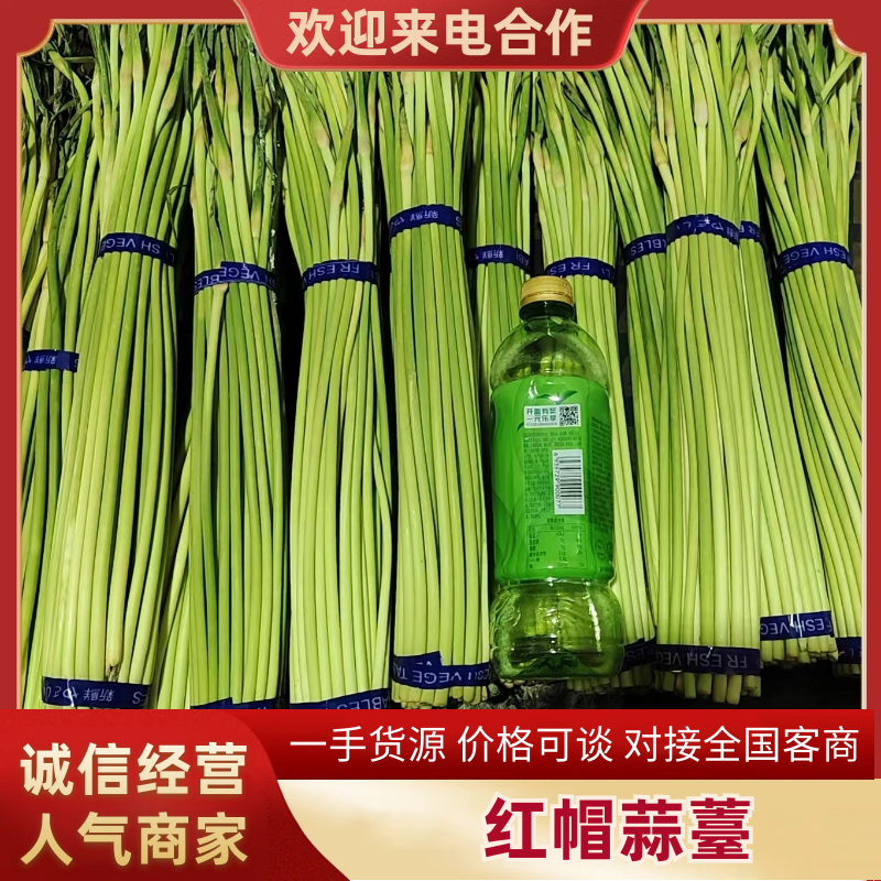 蒜薹河南红帽蒜薹杂交红帽蒜薹基地直发提供一条龙服务