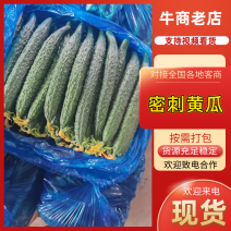 【精品密刺黄瓜】山东基地直供质量保证一手货源欢迎订购