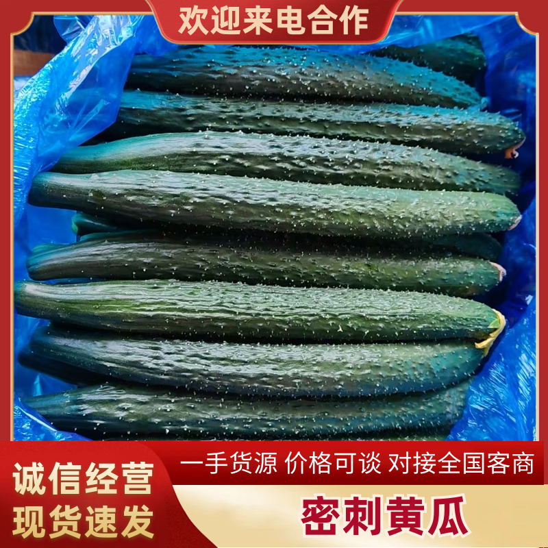 【精品密刺黄瓜】山东基地直供质量保证一手货源欢迎订购
