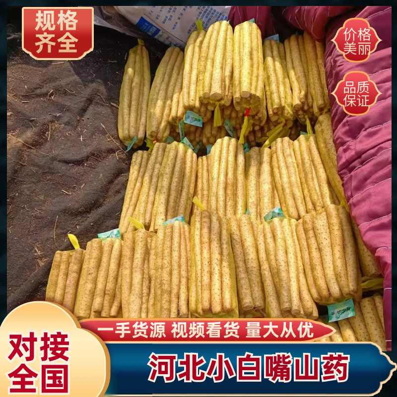河北衡水小白嘴山药大量上市，保质保量量大从优欢迎咨询