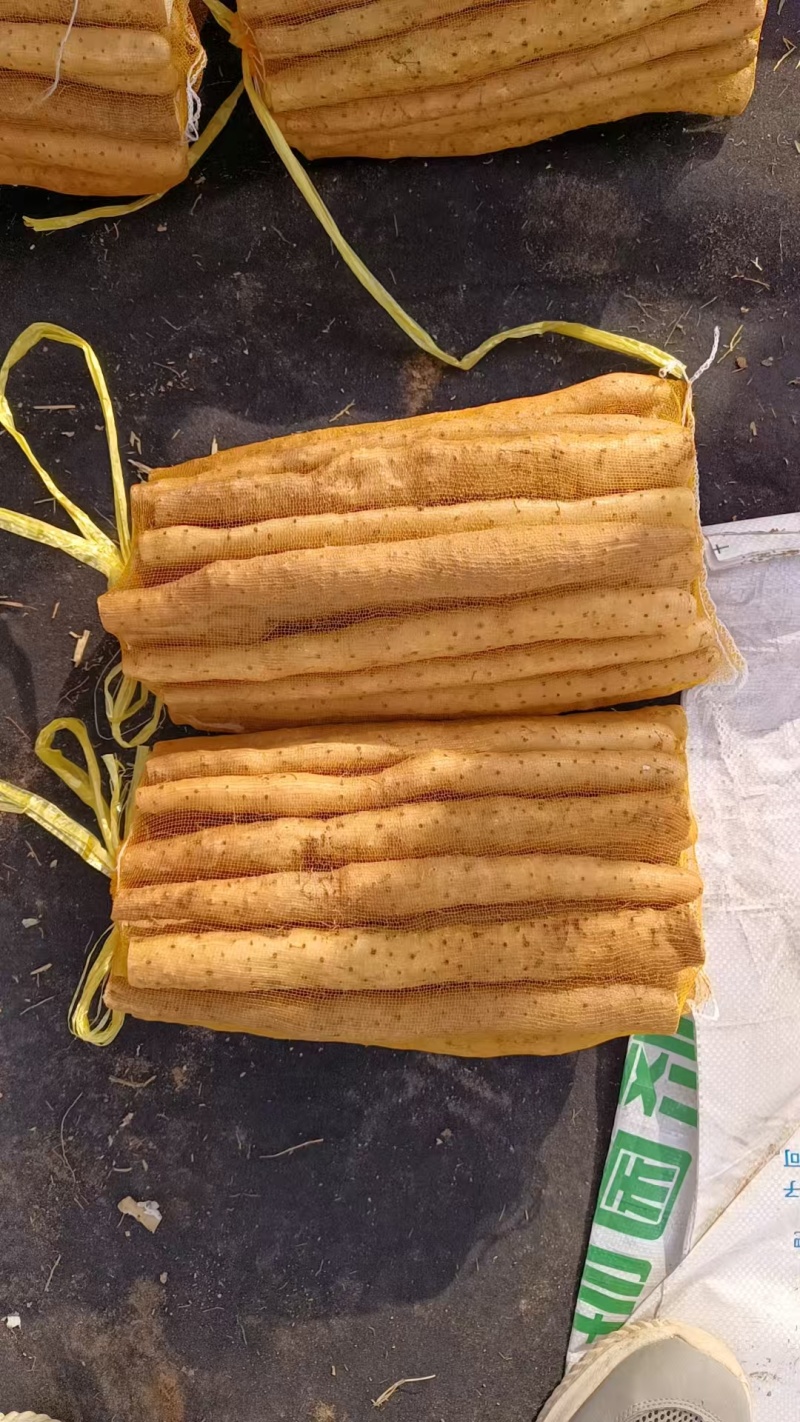 河北衡水小白嘴山药大量上市，保质保量量大从优欢迎咨询