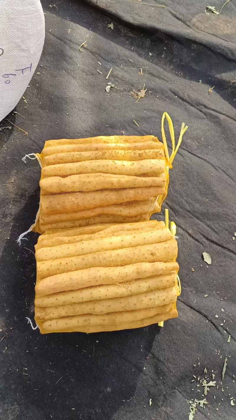 河北衡水小白嘴山药大量上市，保质保量量大从优欢迎咨询