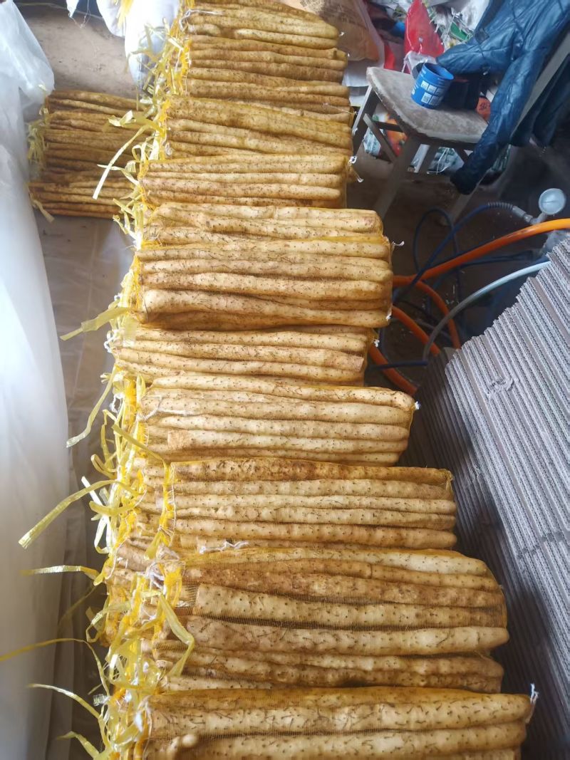 河北衡水小白嘴山药大量上市，保质保量量大从优欢迎咨询