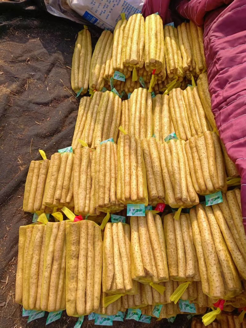 河北衡水小白嘴山药大量上市，保质保量量大从优欢迎咨询