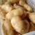 精品荷兰土豆量大从优价格优惠口感绵密欢迎咨询