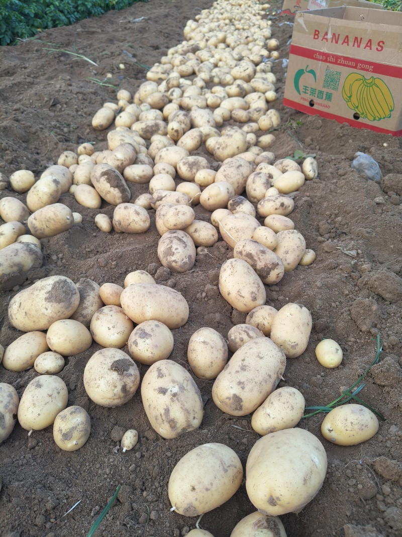 精品荷兰土豆量大从优价格优惠口感绵密欢迎咨询