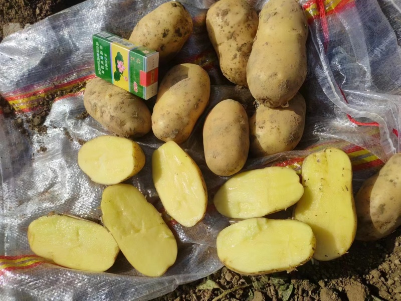精品荷兰土豆量大从优价格优惠口感绵密欢迎咨询