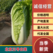 北京三号大白菜品质好价格美产地直发货源充足欢迎咨询