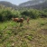 牛肉黄牛肉正宗放养牛肉品质保证量大从优欢迎咨询