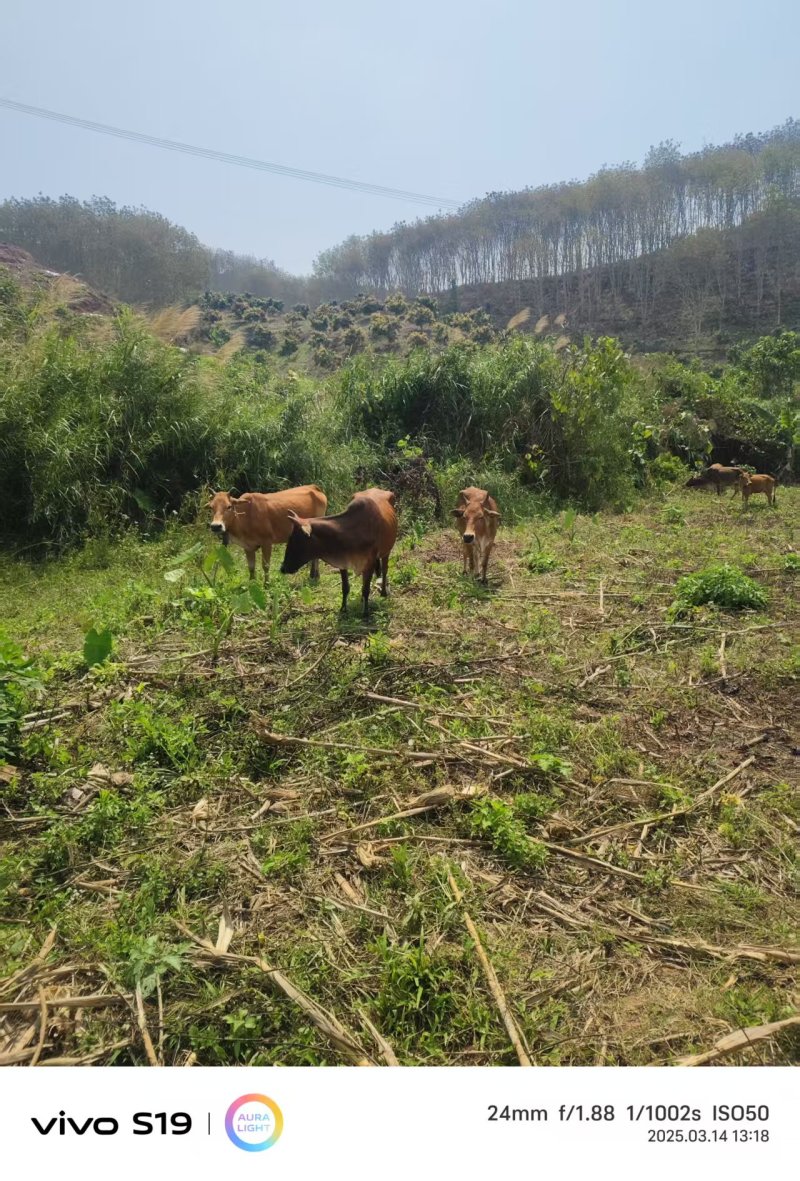 牛肉黄牛肉正宗放养牛肉品质保证量大从优欢迎咨询