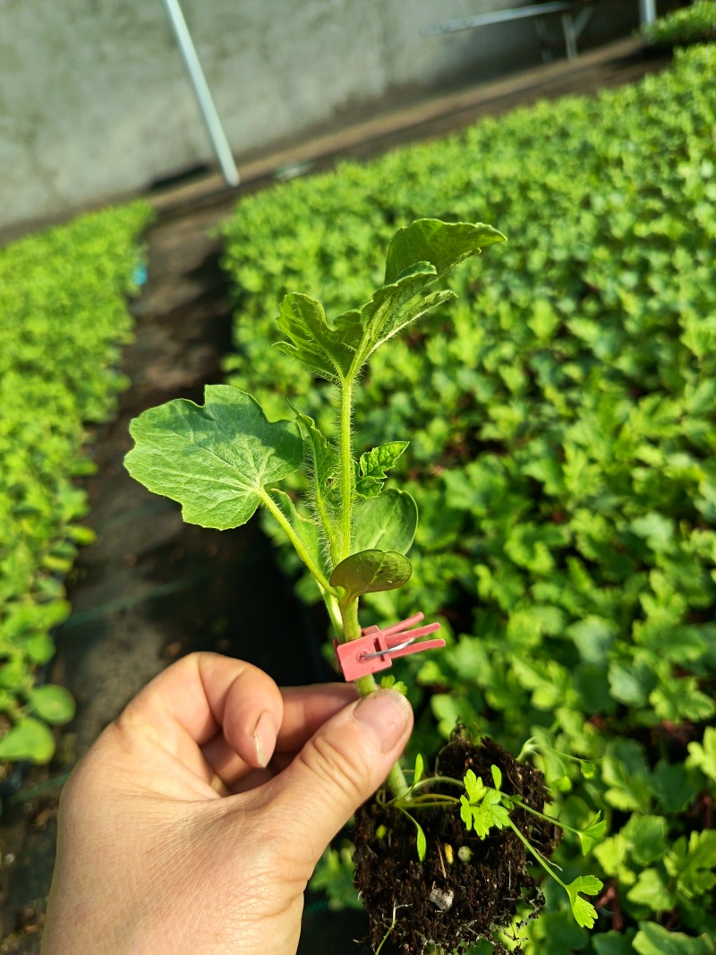 友邦种苗专业培育西瓜苗甜瓜苗各种瓜果蔬菜苗