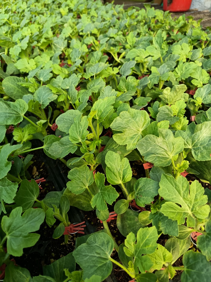 友邦种苗专业培育西瓜苗甜瓜苗各种瓜果蔬菜苗