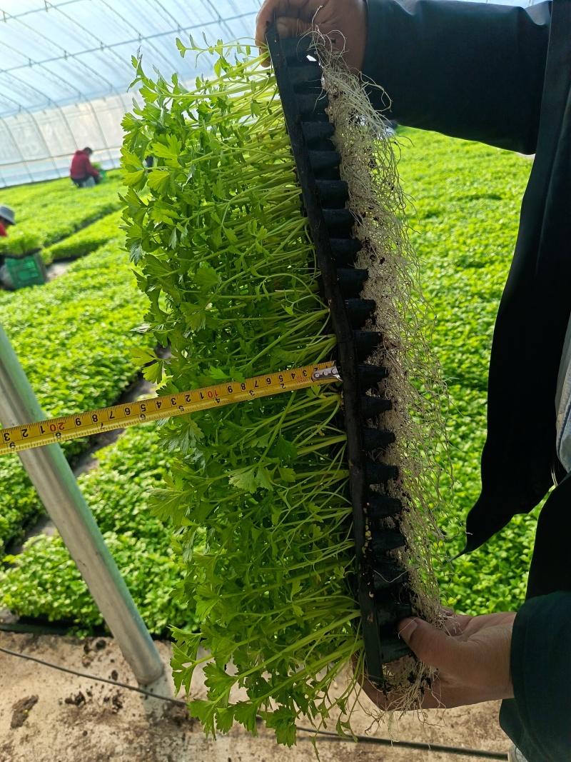友邦种苗专业培育西瓜苗甜瓜苗各种瓜果蔬菜苗