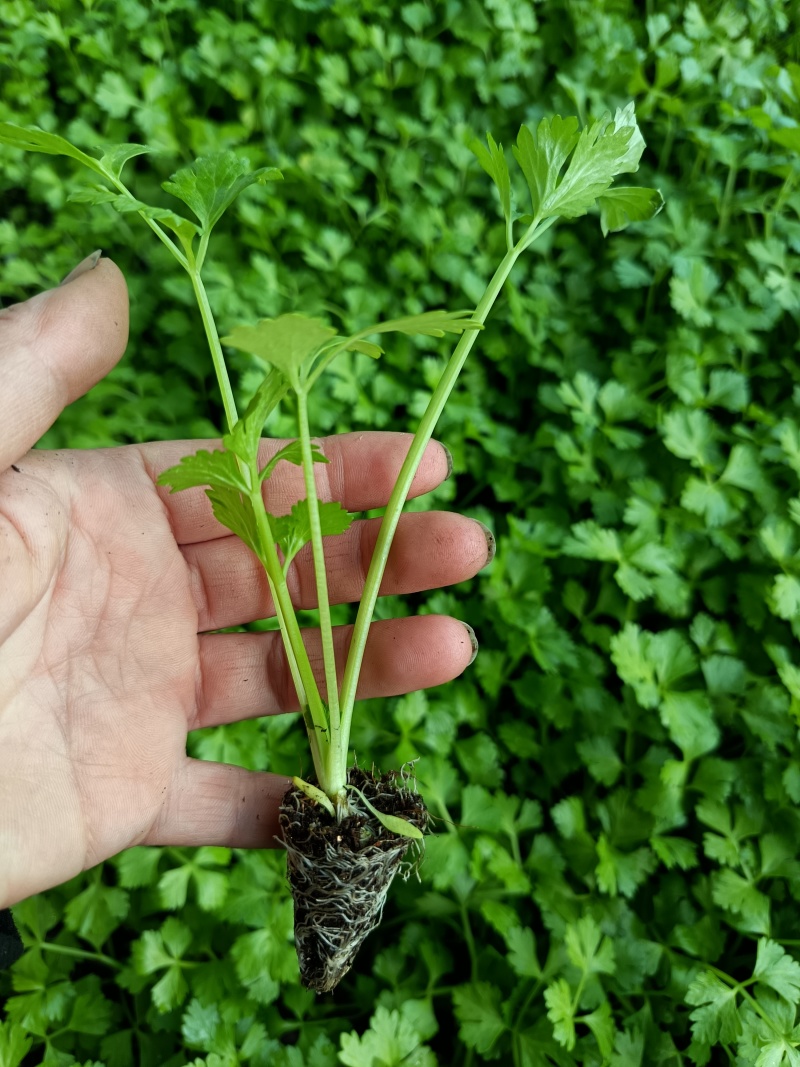 友邦种苗专业培育西瓜苗甜瓜苗各种瓜果蔬菜苗