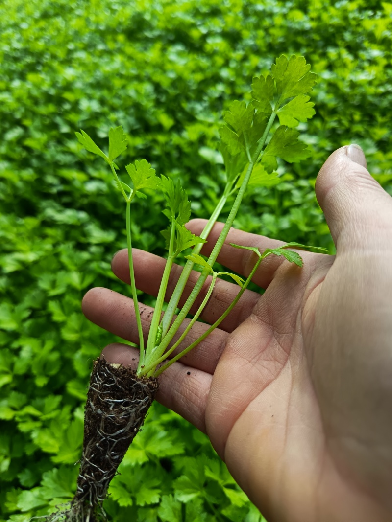 友邦种苗专业培育西瓜苗甜瓜苗各种瓜果蔬菜苗