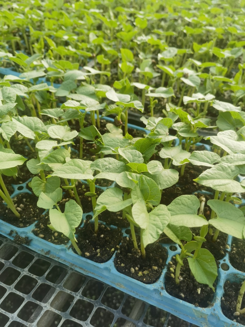 友邦种苗专业培育西瓜苗甜瓜苗各种瓜果蔬菜苗
