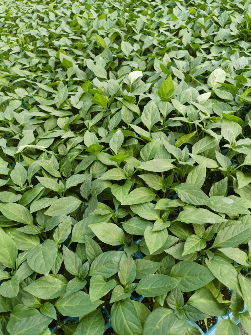 友邦种苗专业培育西瓜苗甜瓜苗各种瓜果蔬菜苗