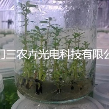 60cm-桉树组培灯