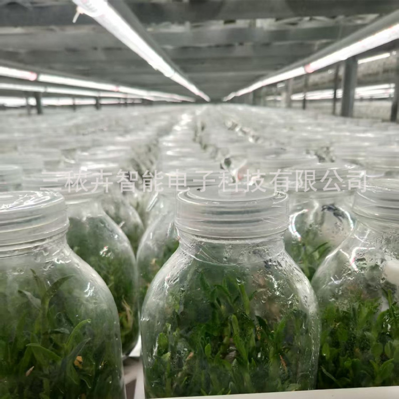 T20-铁皮石斛组培灯