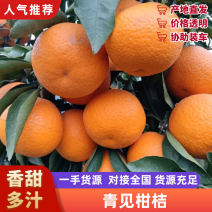 四川精品青见果冻橙一手货原，水份充足味甜现摘现发量大价优