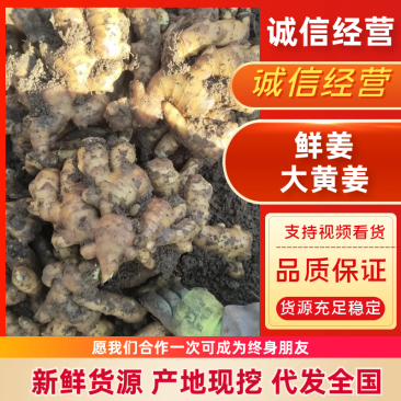 大黄姜对接全国市场电商商超常年供应一手货源