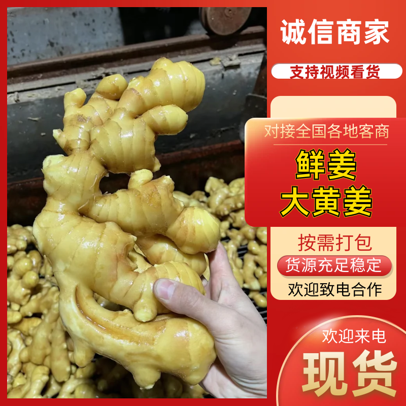 精品大黄姜水洗姜风干姜小黄姜各种规格全国配送