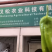 上海薄皮椒批发全国可发整车发货欢迎选购咨询