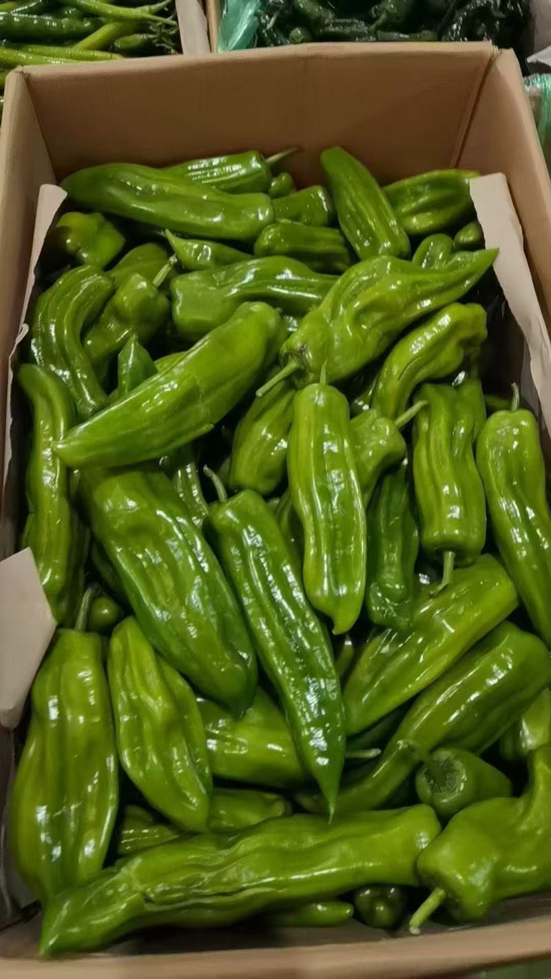 薄皮椒新鲜辣椒批发精品货次等货都有产地直发