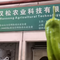 薄皮椒新鲜辣椒批发精品货次等货都有产地直发