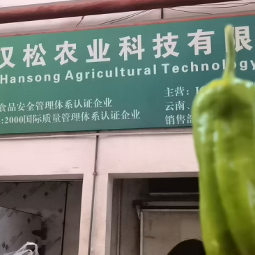 薄皮椒新鲜辣椒批发精品货次等货都有产地直发