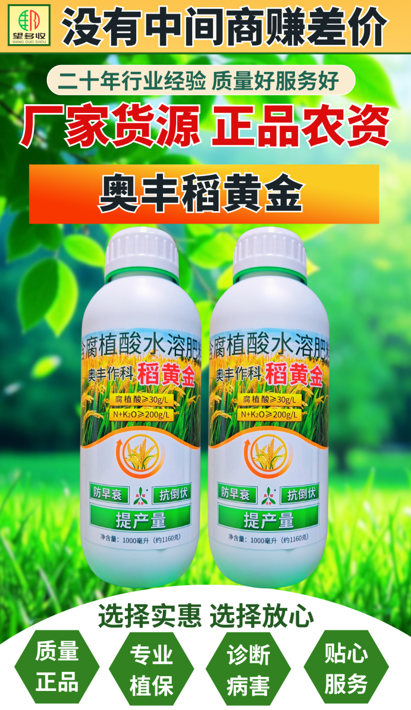 稻黄金水稻抗倒伏促分蘖籽粒饱满增加粒重提高产量