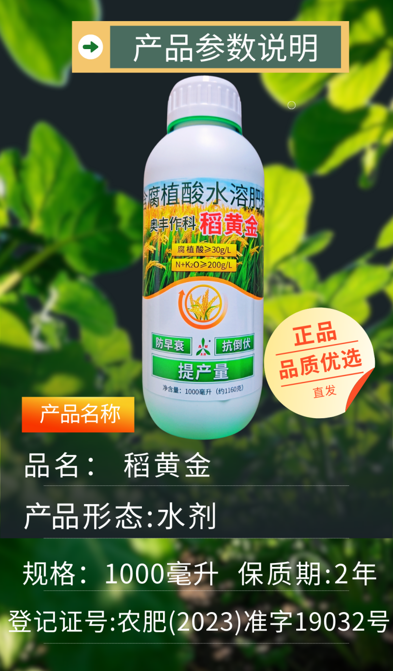 稻黄金水稻抗倒伏促分蘖籽粒饱满增加粒重提高产量