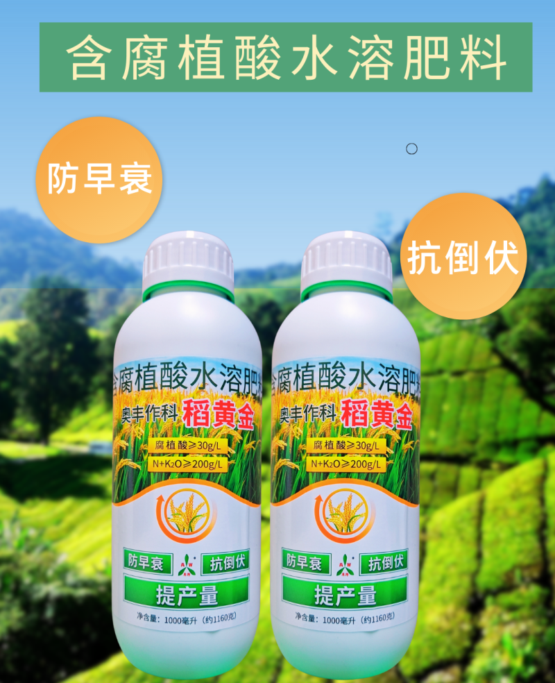 稻黄金水稻抗倒伏促分蘖籽粒饱满增加粒重提高产量