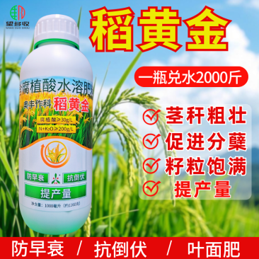 稻黄金水稻抗倒伏促分蘖籽粒饱满增加粒重提高产量