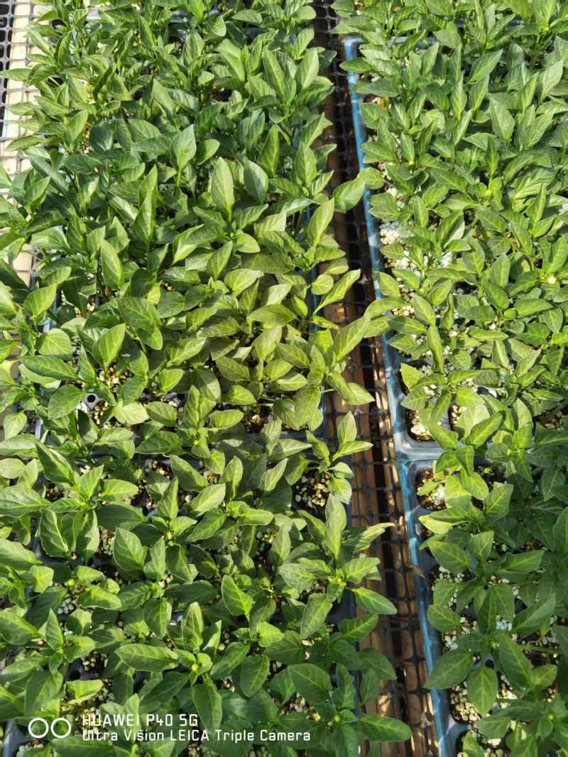 精品辣椒苗基地直发螺丝椒苗提供技术指导可送货上门