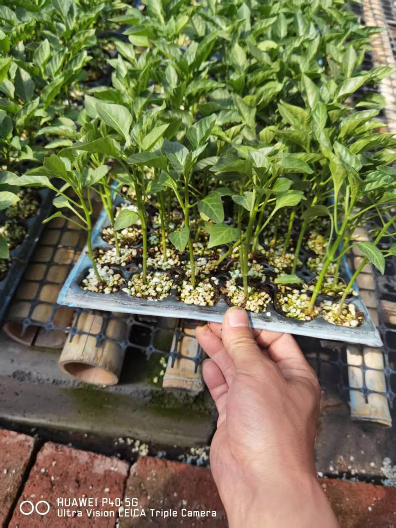 精品辣椒苗基地直发螺丝椒苗提供技术指导可送货上门
