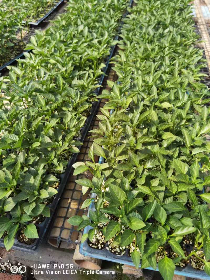 精品辣椒苗基地直发螺丝椒苗提供技术指导可送货上门
