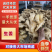 山东大黄姜精品生姜诚信经营,大量现货供应,欢迎来电