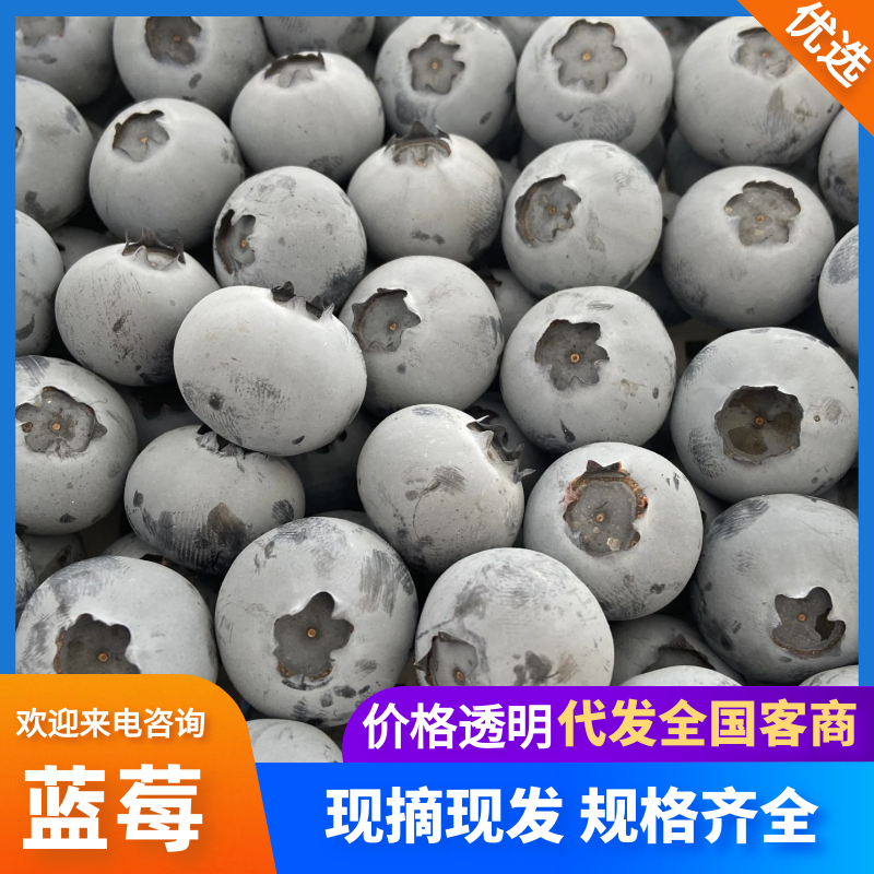 蓝莓山东蓝莓大量现货供应，诚信经营，可视频看货代发全国