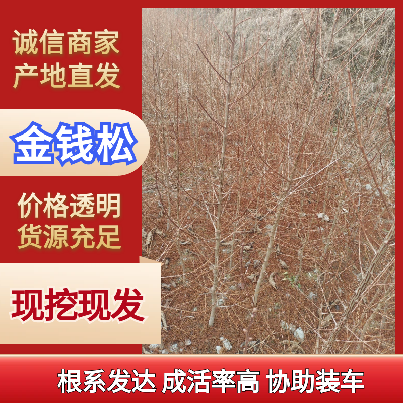金钱松产地直供量大从优欢迎浙江老板咨询选购