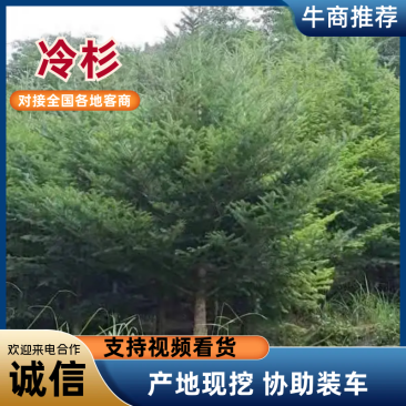 日本冷杉适应高山种植树种耐寒耐阴树形针叶优美