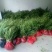 基地直供红豆杉树苗盆栽地栽苗庭院绿植耐寒南方红豆杉小苗