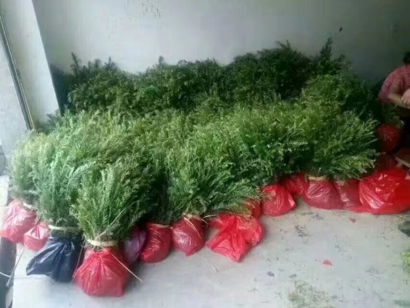 基地直供红豆杉树苗盆栽地栽苗庭院绿植耐寒南方红豆杉小苗