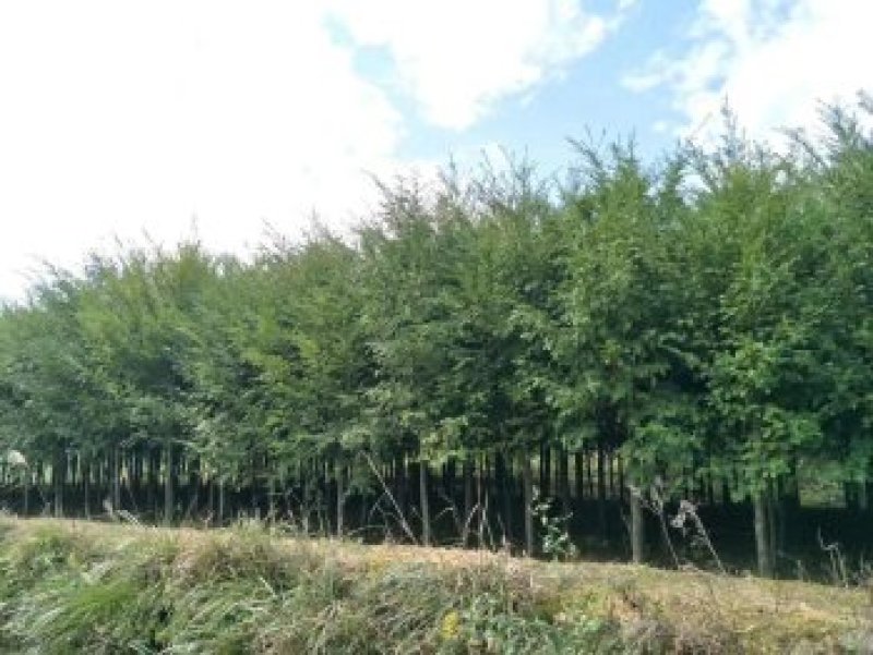 基地直供红豆杉树苗盆栽地栽苗庭院绿植耐寒南方红豆杉小苗