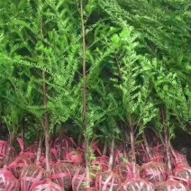 基地直供红豆杉树苗盆栽地栽苗庭院绿植耐寒南方红豆杉小苗