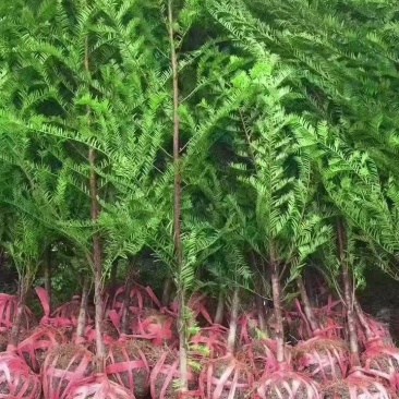 基地直供红豆杉树苗盆栽地栽苗庭院绿植耐寒南方红豆杉小苗